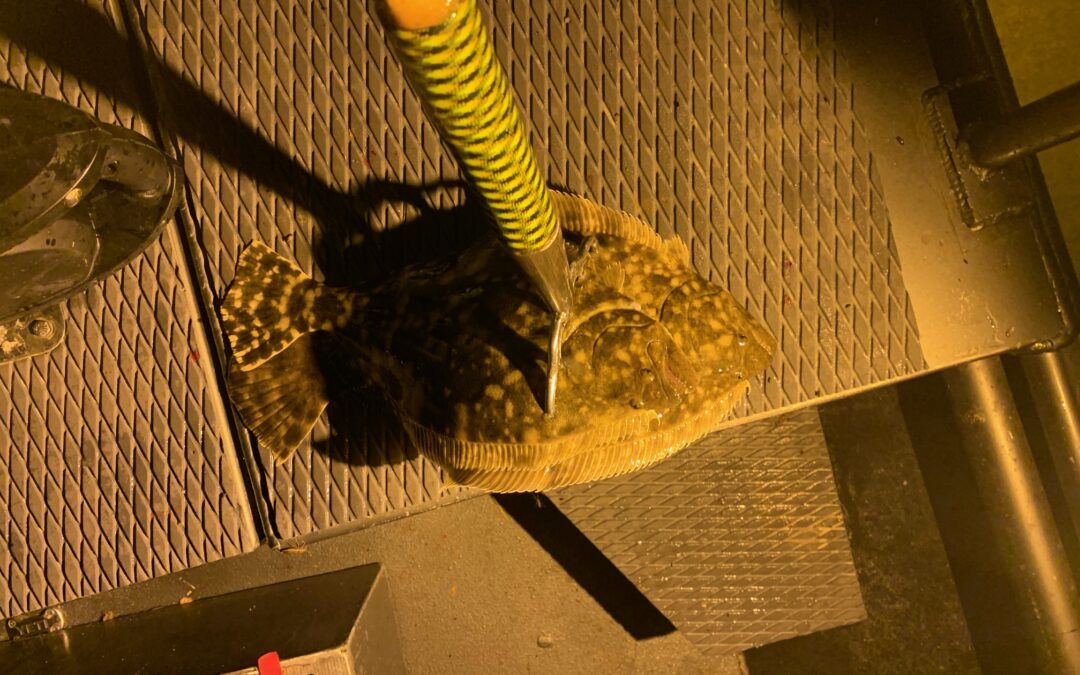 flounder gigging lights for sale