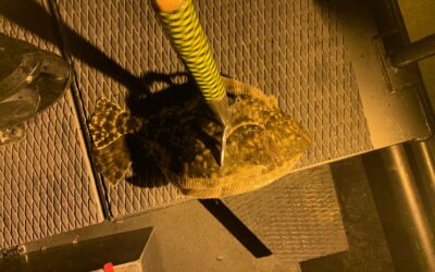 Buyer’s Guide to the Top Flounder Gigging Lights for Sale